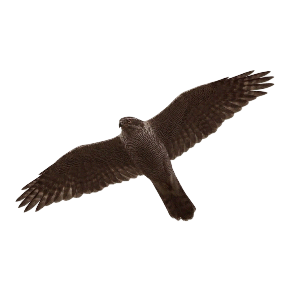 Eurasian Goshawk in flight.
